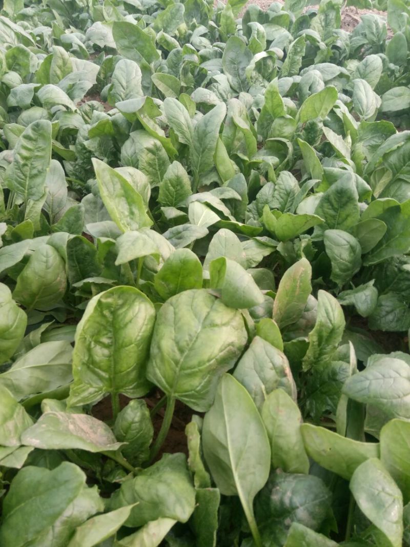 大叶菠菜20~25厘米
