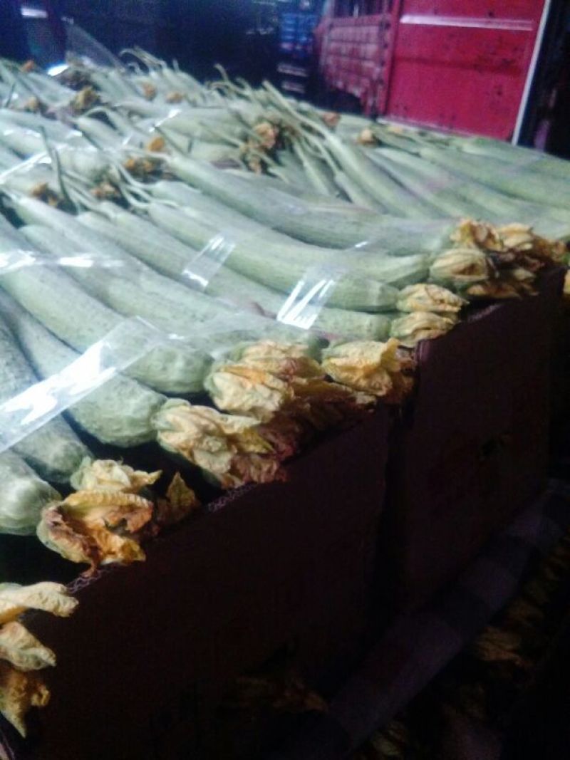 鲜花丝瓜40厘米以上