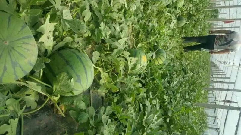 西瓜全网优质货源正品保障