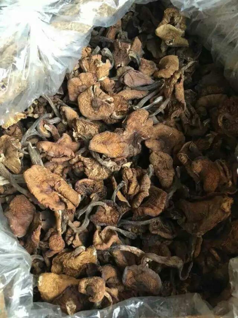 树秋菌一级