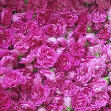 玫瑰花茶