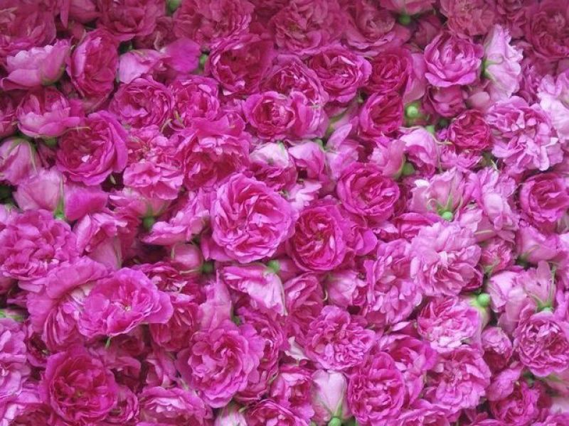 玫瑰花茶