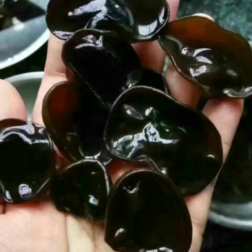 黑木耳一级