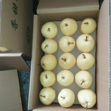 蒲城酥梨350~400g纸箱