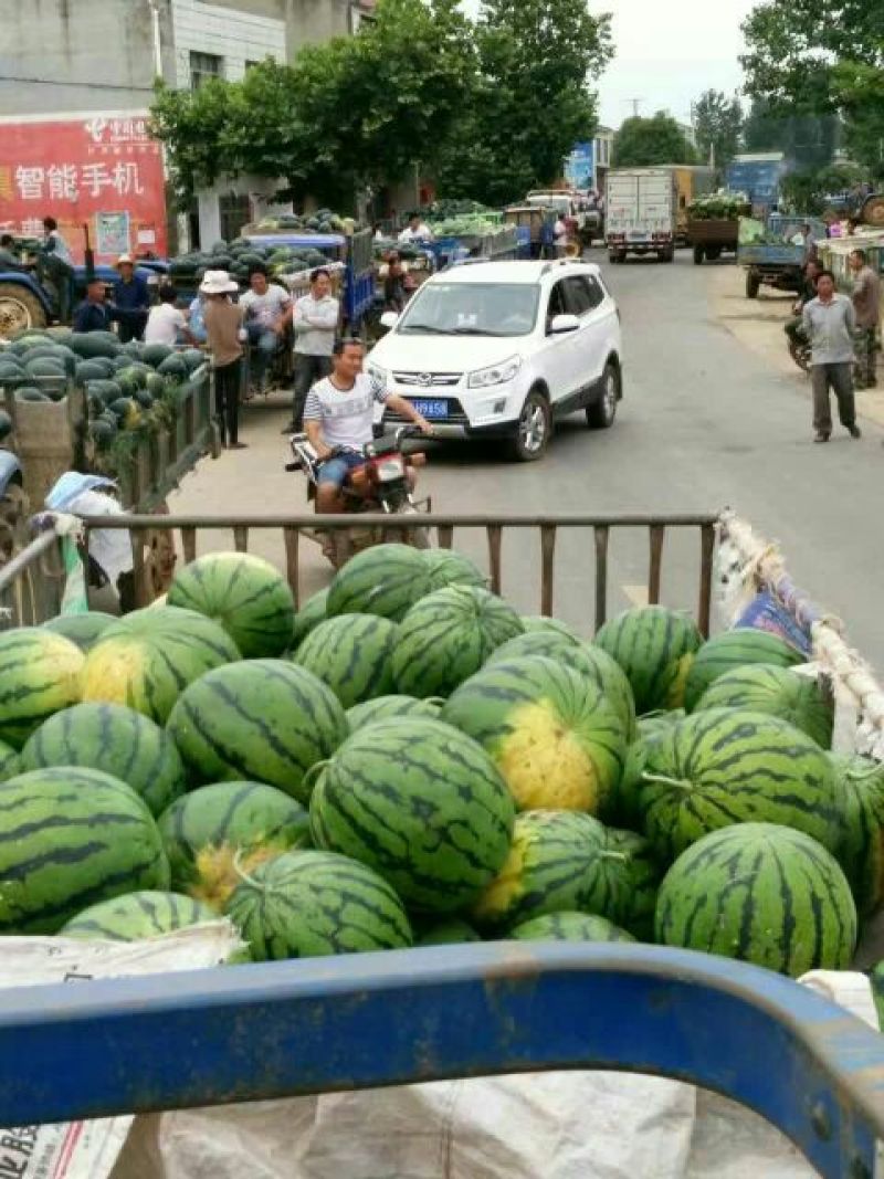 美都西瓜8斤打底8成熟