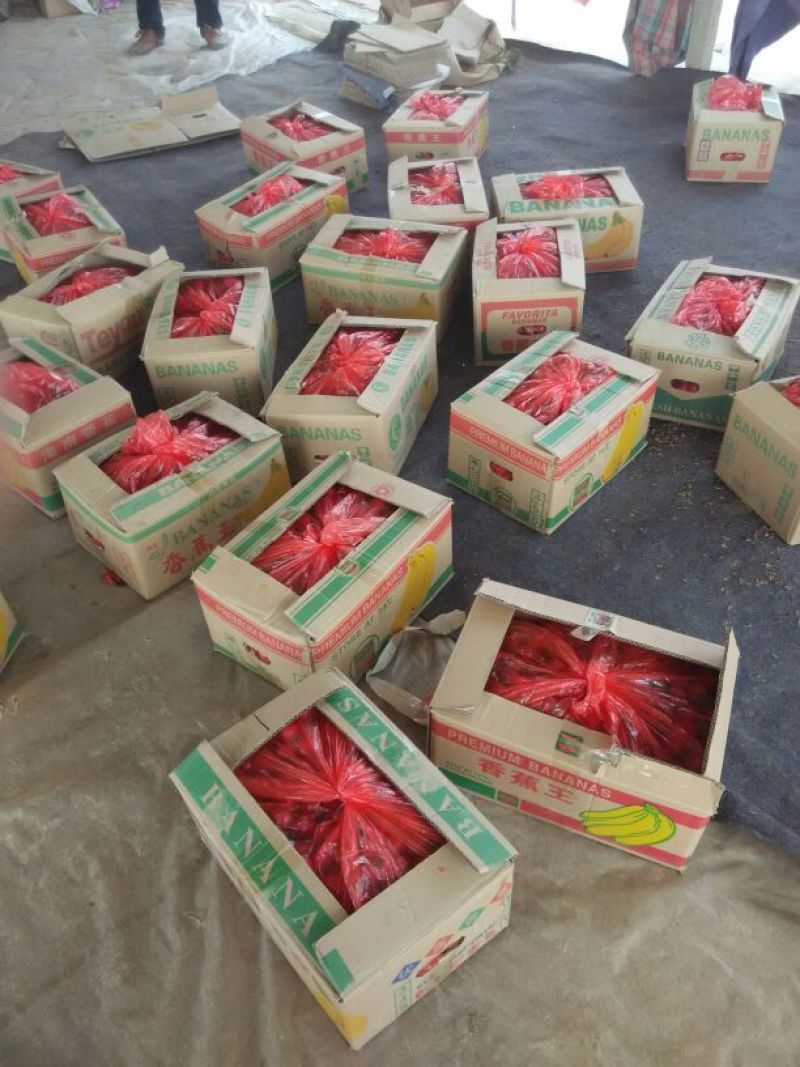 圣女果，小柿子圆粉，贝贝，佛山88，千禧等