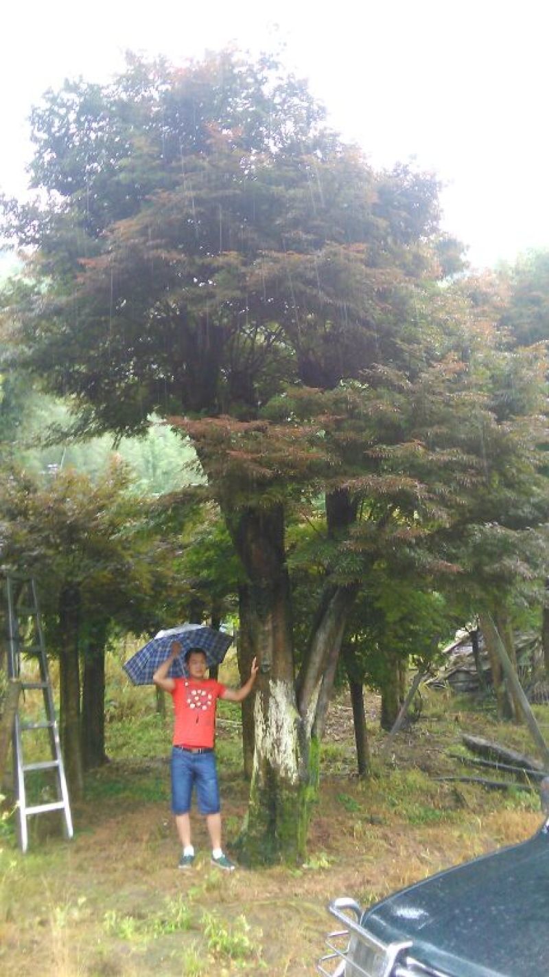 红枫古桩35cm以上