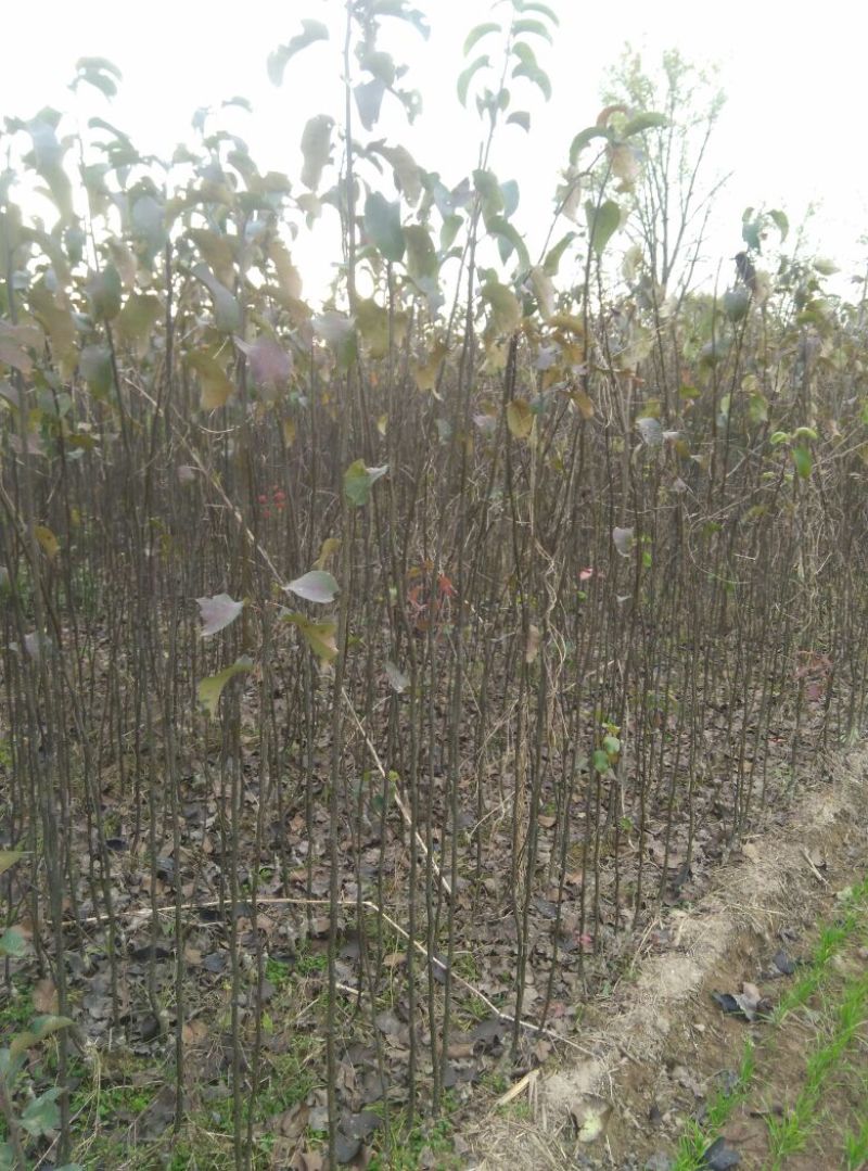 梨树苗50~80cm1cm以下