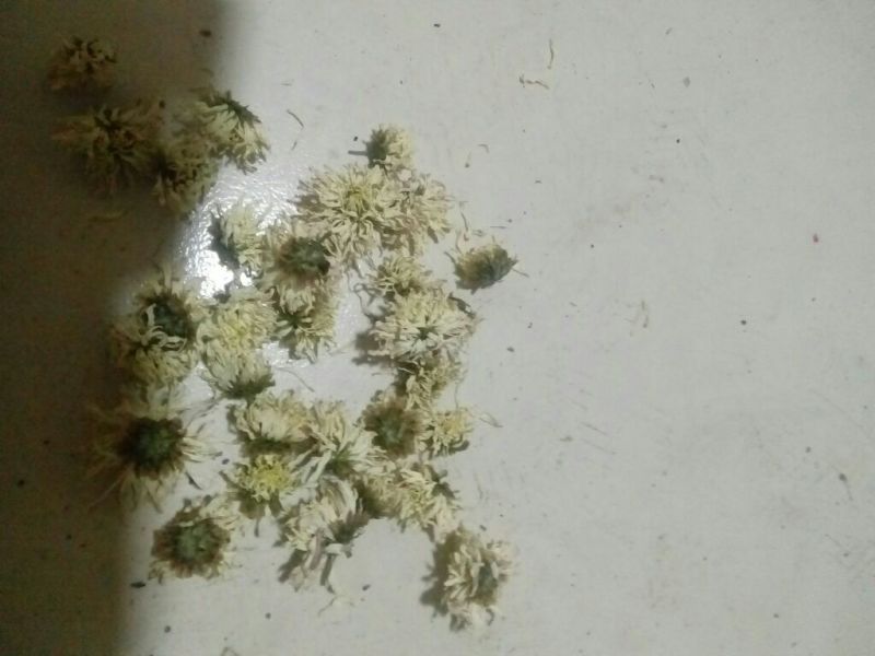 杭白菊散装