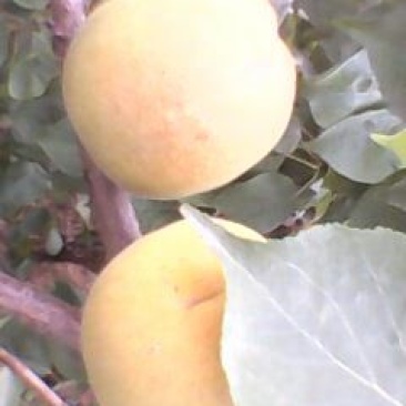 金太阳杏