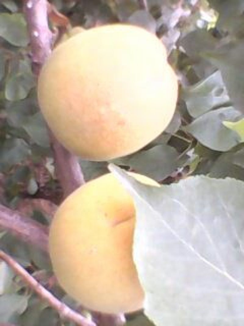 金太阳杏