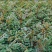 花椒苗0.5~1年