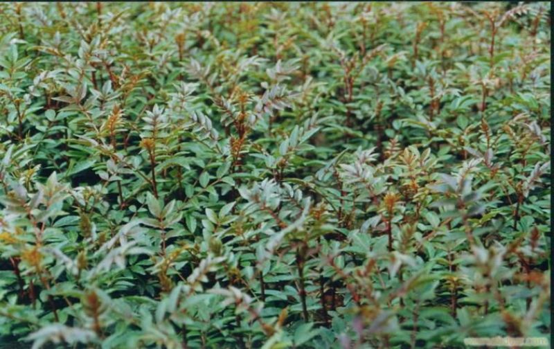 花椒苗0.5~1年
