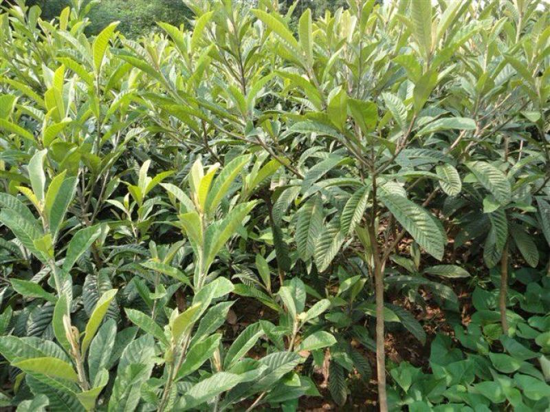 大五星枇杷树苗51~80cm