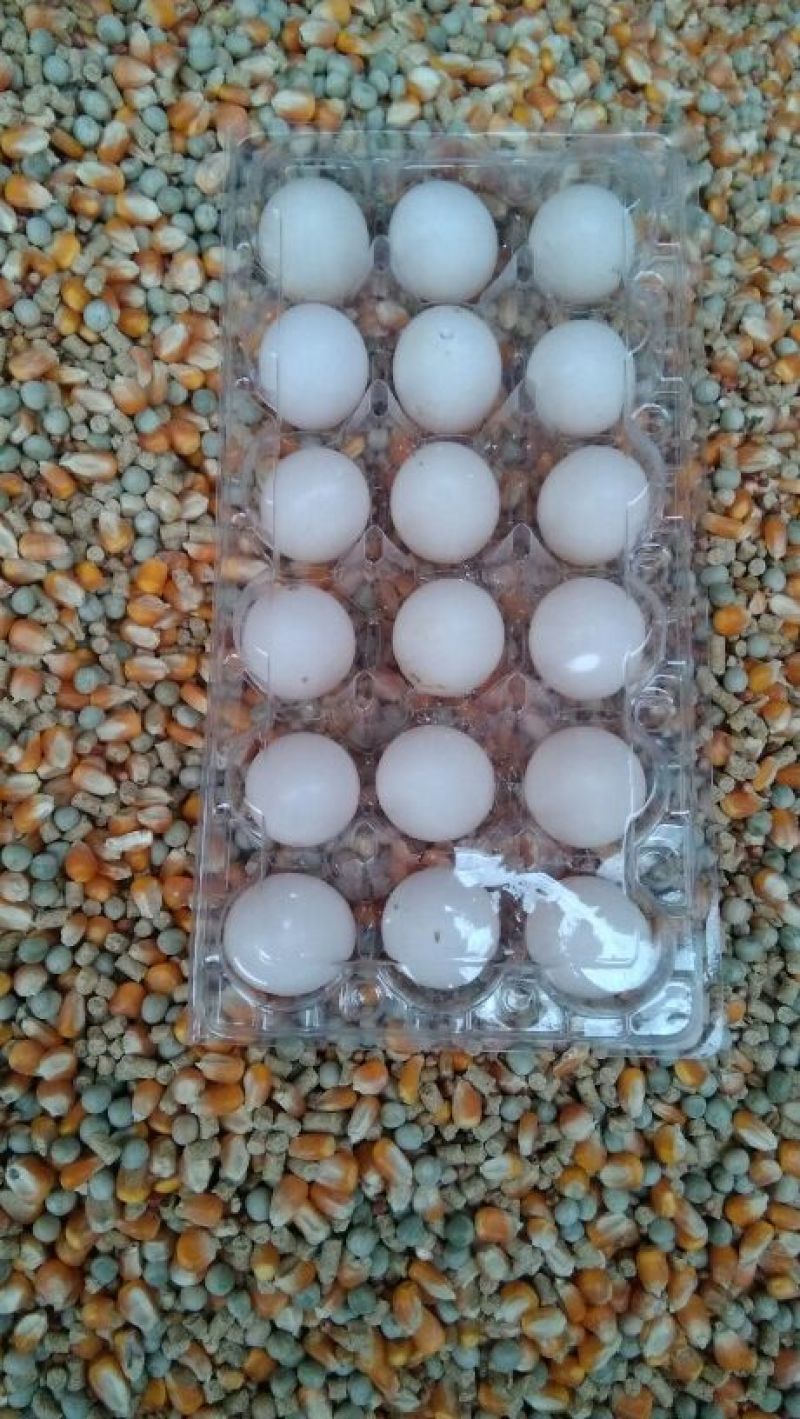 鲜鸽蛋！价格漂亮，小孩，老人食用更适宜！