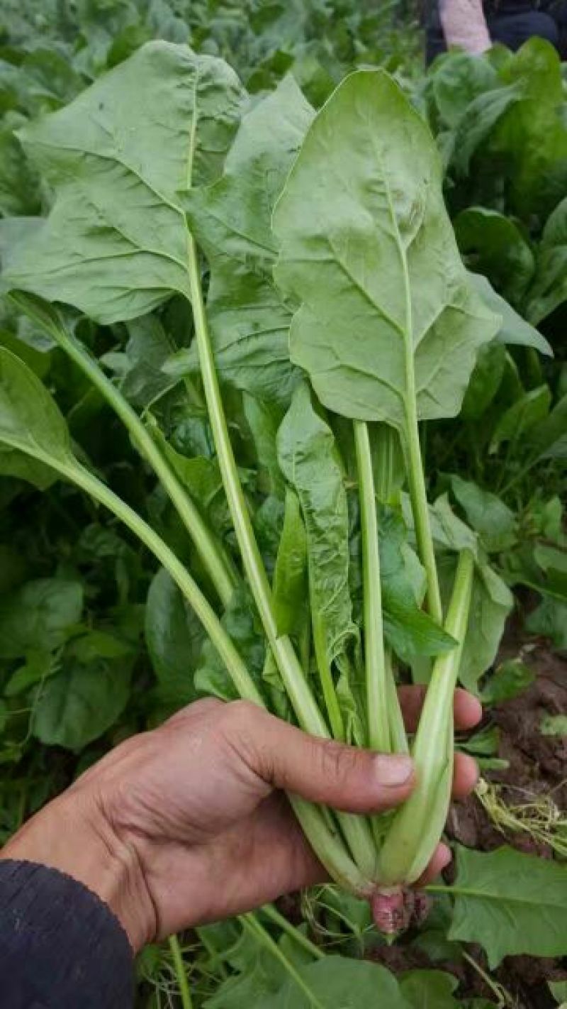 大叶菠菜20~25厘米