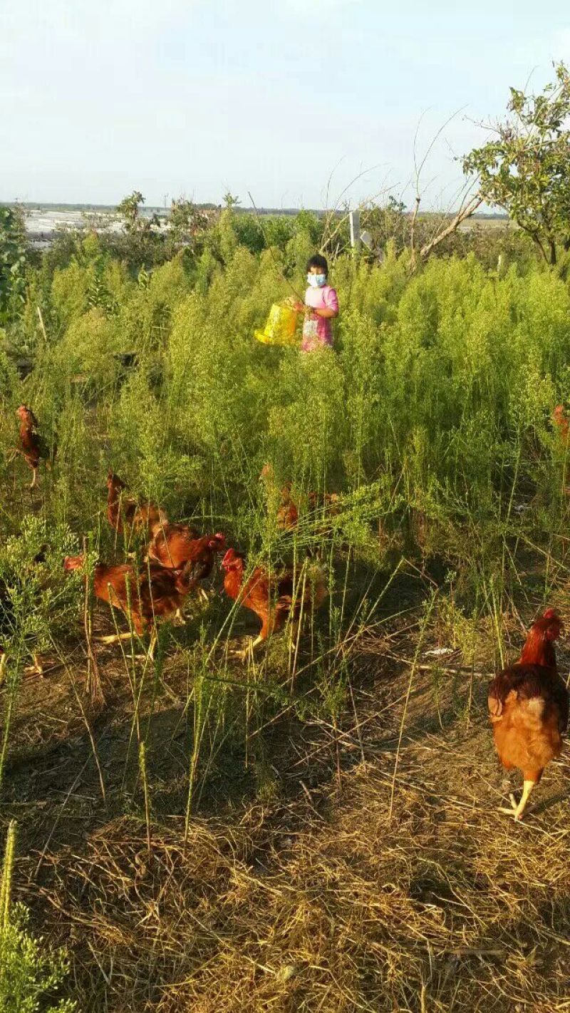 土地出租养鸡场