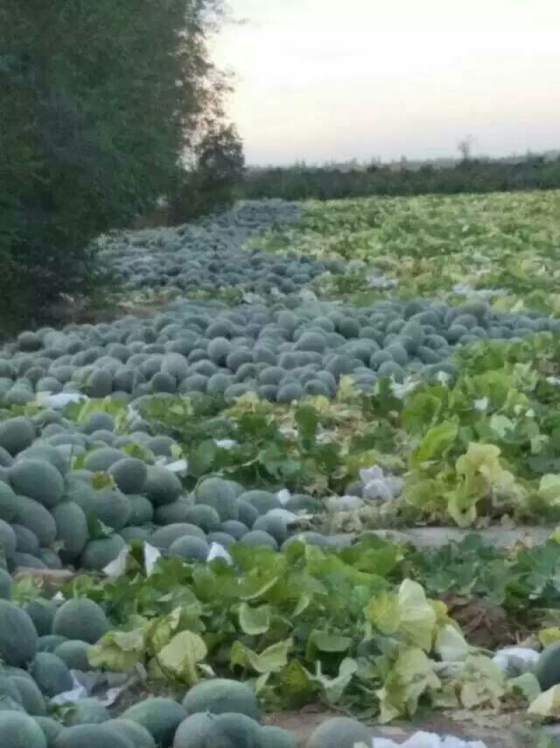鄯善哈密瓜3斤以上椭圆形
