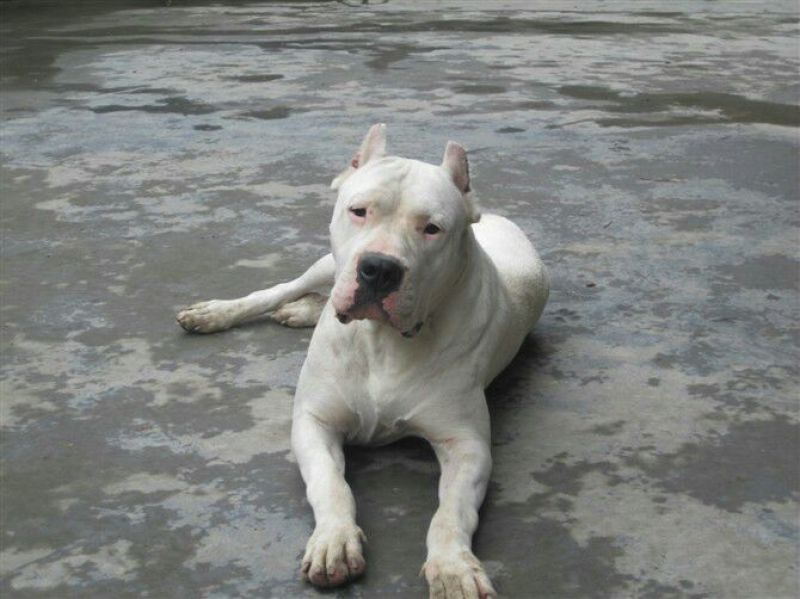 杜高犬公