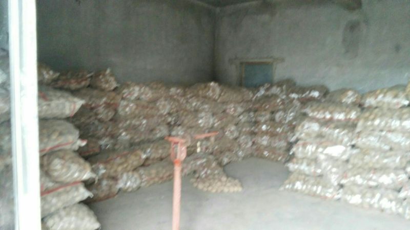 【大白花】土豆！出粉率高14点以上，供应各大厂家电话咨