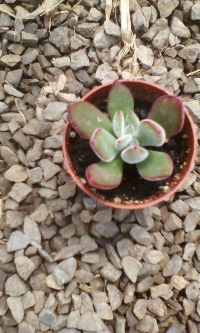 多肉植物