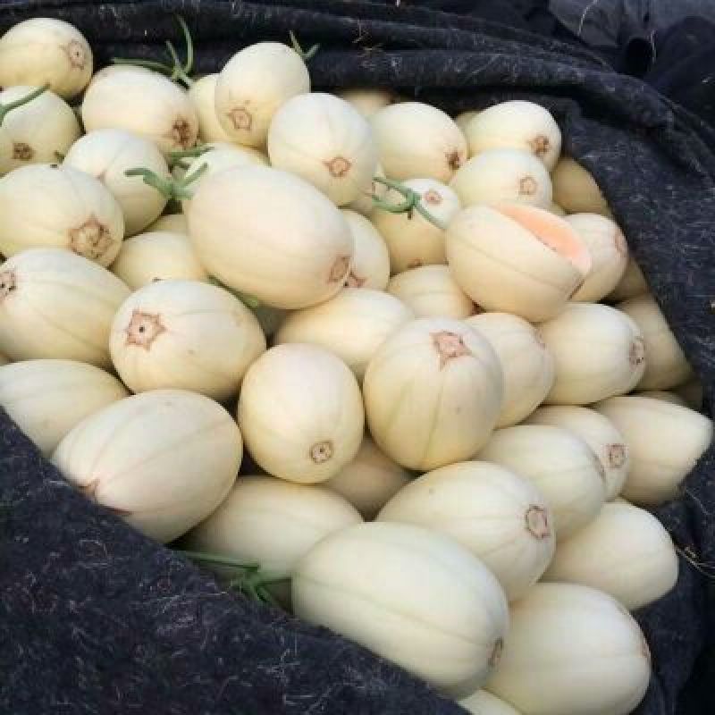 东方蜜1号甜瓜2斤以上精品承接代收代发