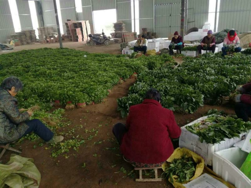 大叶菠菜25~30厘米