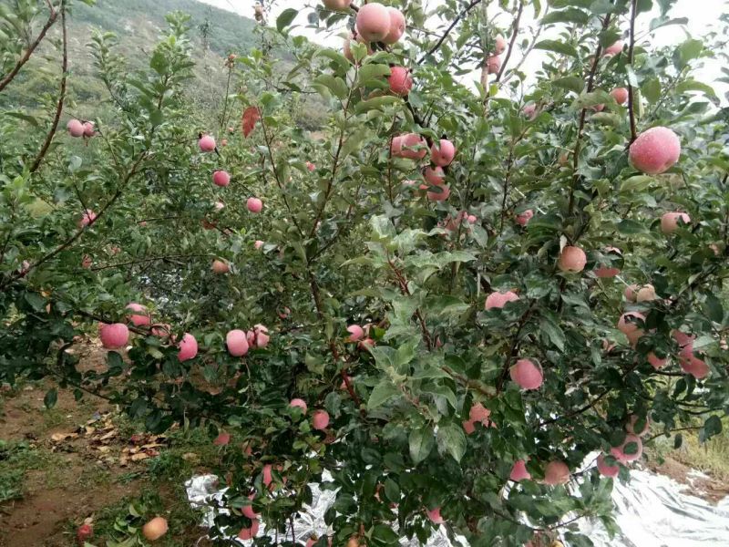 红富士苹果75mm以上纸+膜袋