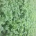 白皮白萝卜1~1.5斤起