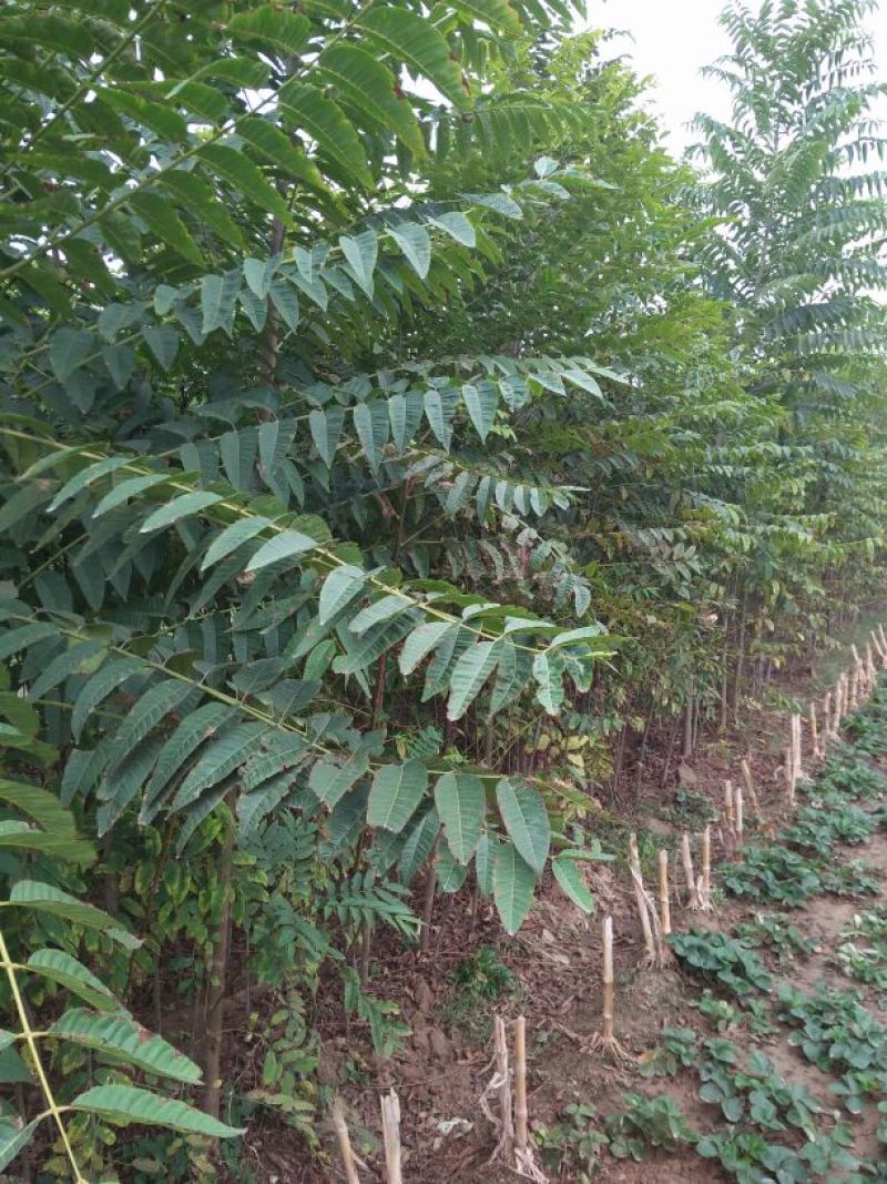 红油香椿苗80cm以上大棚
