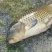 河鲤鱼食用2~3公斤