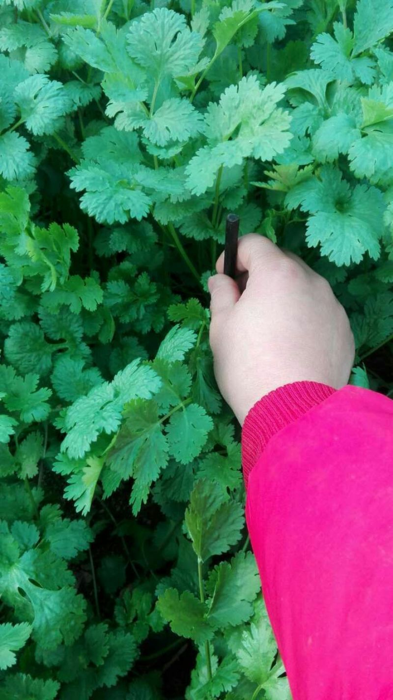 越冬菠菜15~20厘米