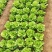意大利生菜3两~4两