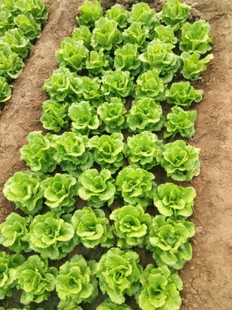 意大利生菜3两~4两