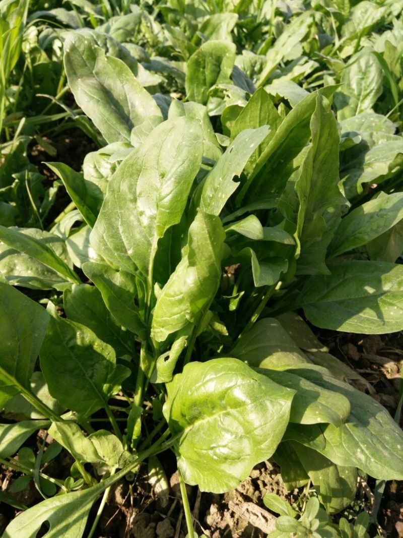 秋菠菜10~15厘米