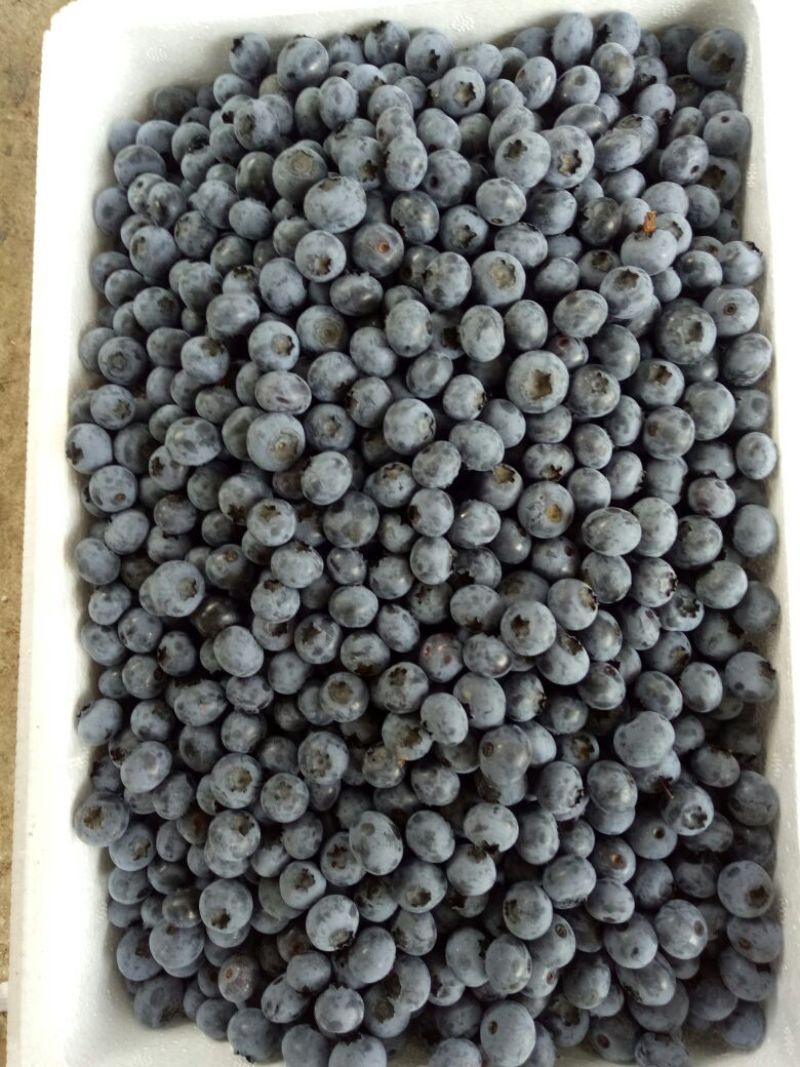 北陆蓝莓鲜果10~12mm以上