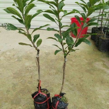 东魁杨梅苗30~50cm