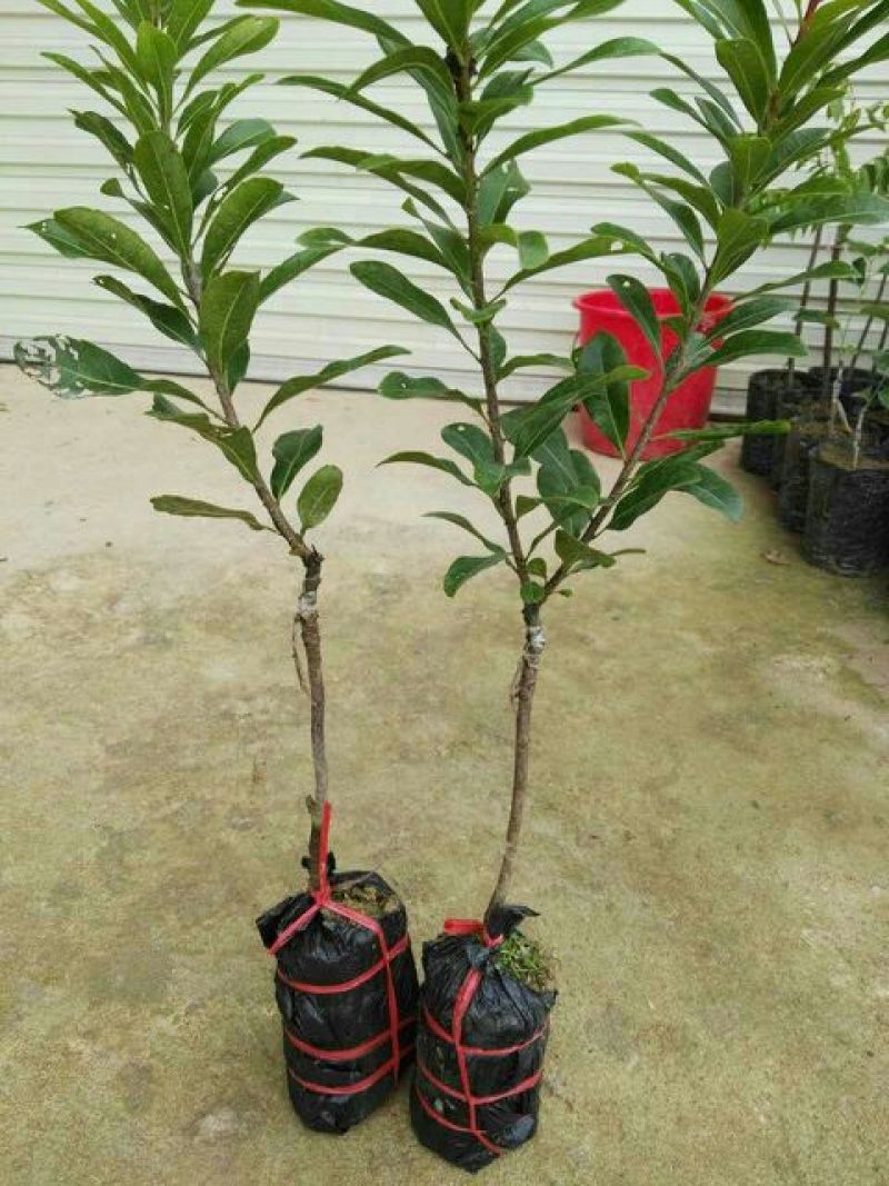 东魁杨梅苗30~50cm