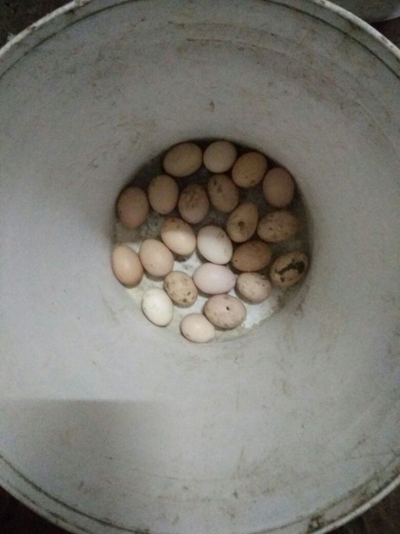 土鸡蛋食用50g以下