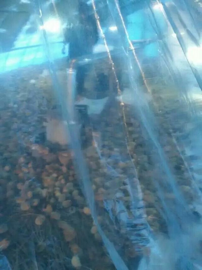 土鸡苗1斤以下