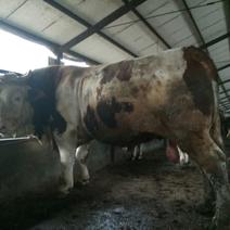 西门塔尔牛犊改良肉牛犊，育肥牛犊100~200kg