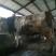 西门塔尔牛犊改良肉牛犊，育肥牛犊100~200kg