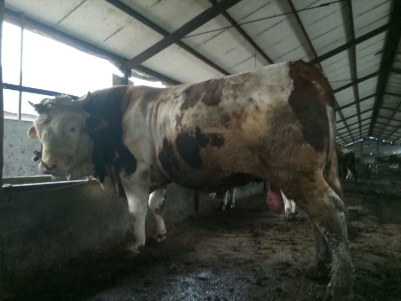西门塔尔牛犊改良肉牛犊，育肥牛犊100~200kg