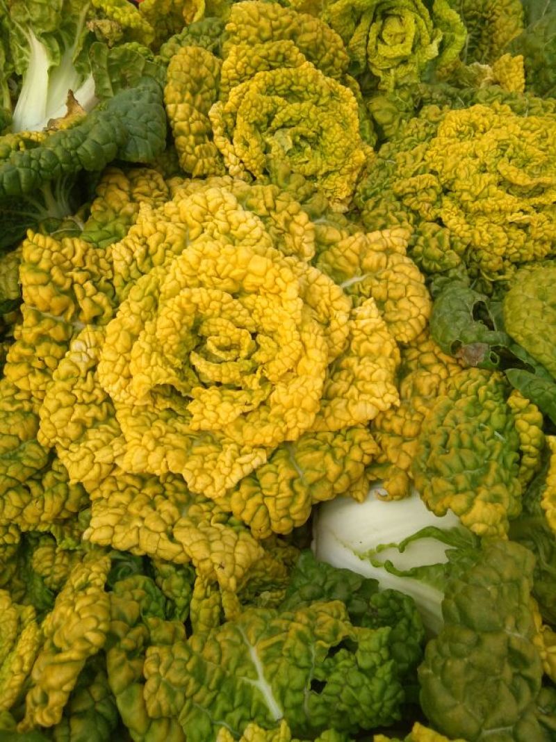 菊花心。全国发货专业团队。质量有保证。