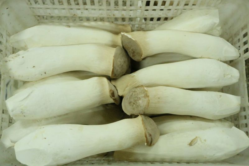 杏鲍菇三级