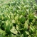 小叶菠菜20~25厘米