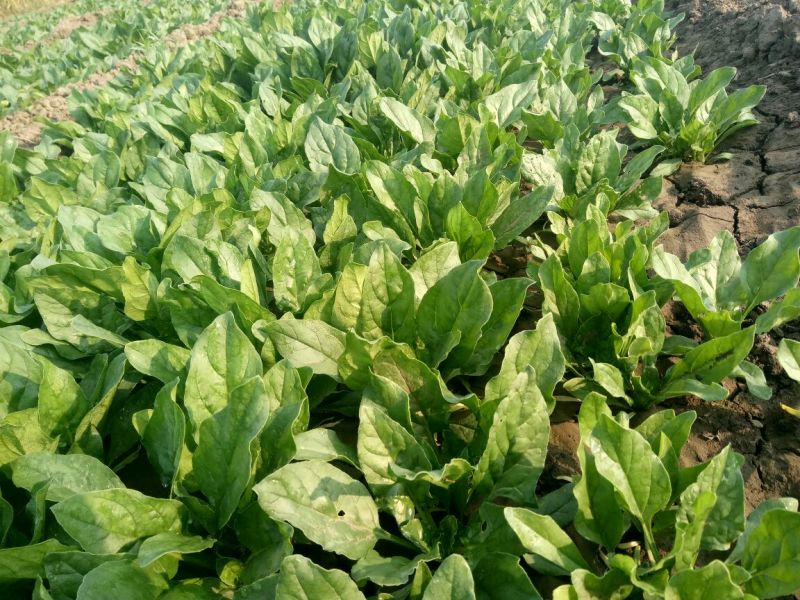 小叶菠菜20~25厘米