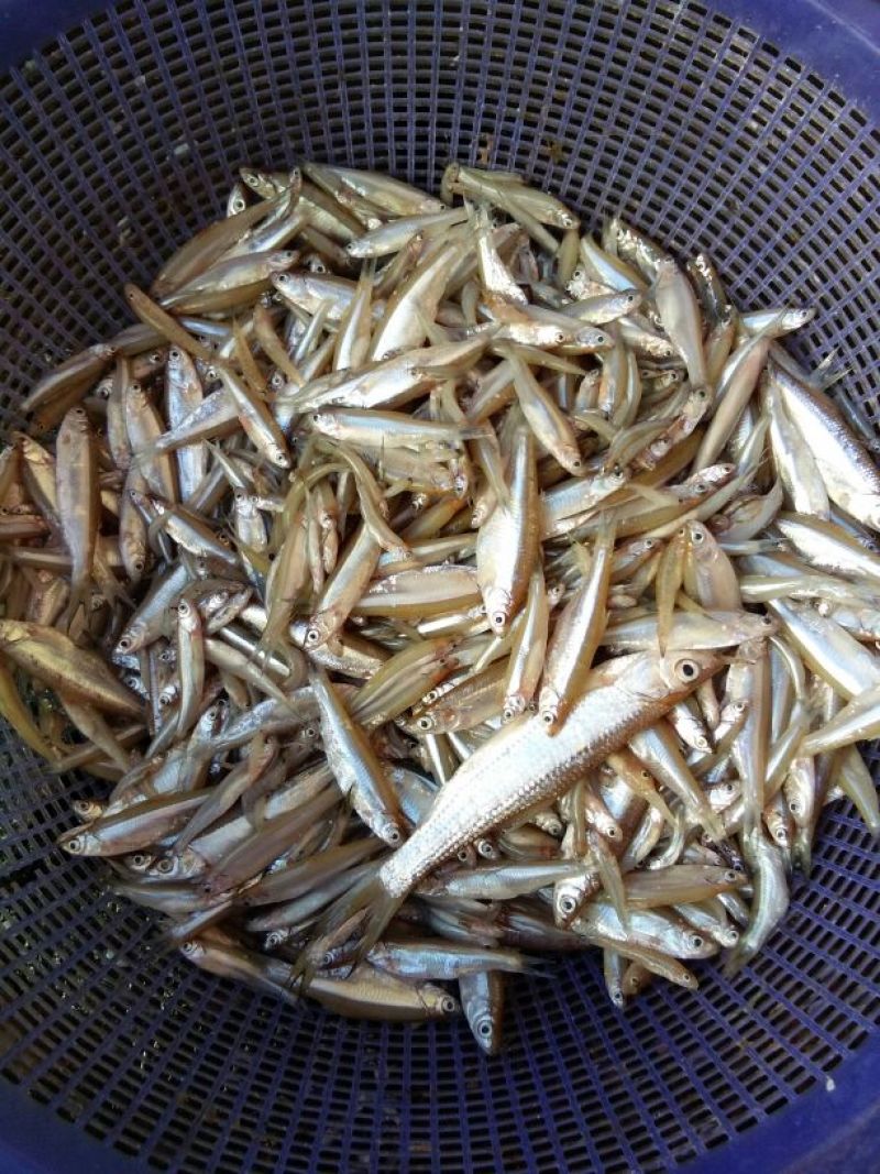小白鱼