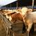 《畅销》纯种西门塔尔牛牛犊3至6个月活体牛犊改良肉牛