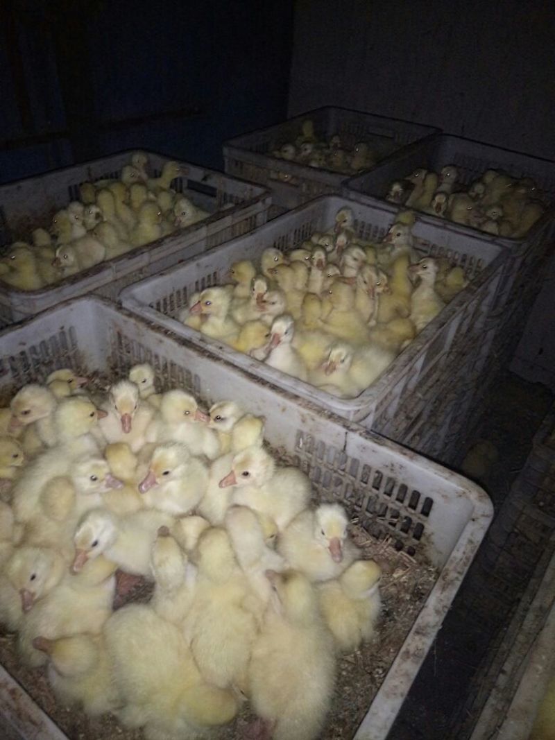 皖西白鹅鹅苗250g以下